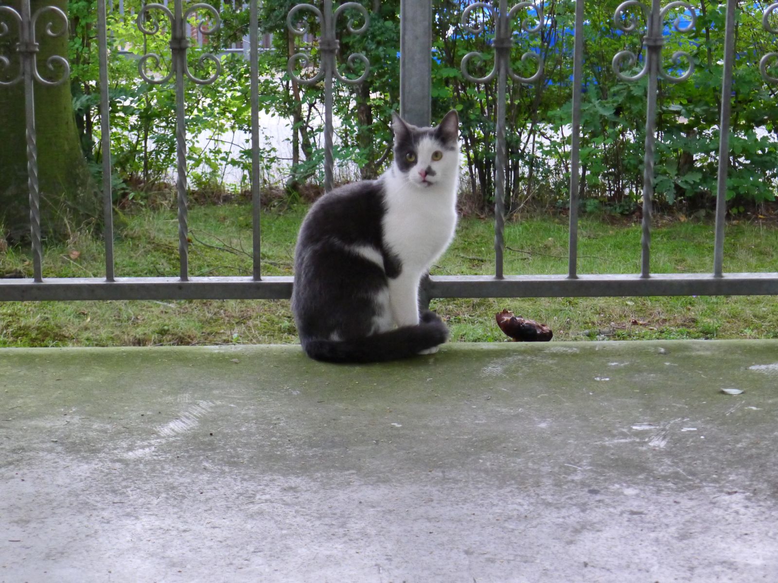 Cat 2.jpg